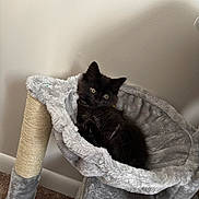 Princess Leia joined the competition — help win amazing prizes! animal, black_cat, carpet, cat_hammock, cozy, curious, cute, feline, furniture, gray_fabric, home, indoor, kitten, pet, relaxed, resting, scratching_post, soft_texture, wall, young_cat