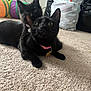 Princess Leia is registered to the contest to win money with this photo: affection, animal, black_cat, carpet, cat, collar, cute, domestic, ears, feline, fur, home, indoor, paw, pets, play_tunnel, resting, tag, two_cats, whiskers