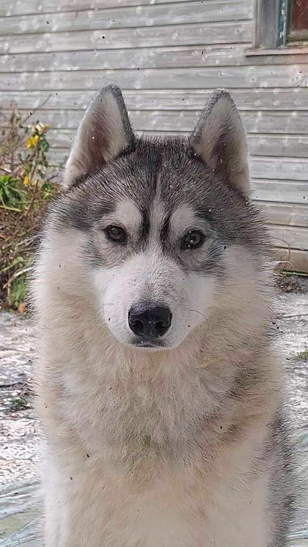 Alpha participe au concours pour gagner de l'argent avec cette photo : dog, husky, animal, pet, fur, ears, outdoor, nature, portrait, canine, muzzle, eyes, face, fluffy, winter, snow, background, wood, plant, calm