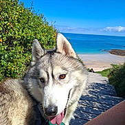 Alpha participe au concours pour gagner de l'argent avec cette photo : dog, husky, tongue_out, leash, person, arm, greenery, bushes, wooden_path, beach, sand, sea, ocean, blue_sky, clouds, sunny, outdoor, pet, canine, nature