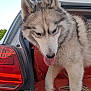 dog, husky, animal, pet, car, trunk, fur, tongue, outdoor, daylight, tailgate, vehicle, canine, muzzle, ears, side_view, walking, leash, transport, companion