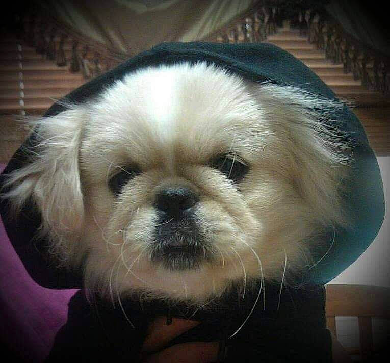 Harley is registered to the contest to win money with this photo: canidae, carnivore, companion_dog, dog, dog_breed, ear, eye, fawn, fur, human_body, liver, maltepoo, pet_supply, shih_tzu, snout, sporting_group, terrestrial_animal, toy_dog, whiskers, working_animal