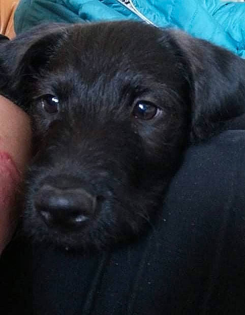 Naya a rejoint le concours — aidez-le/la à gagner de superbes lots ! borador, canidae, carnivore, companion_dog, dog, dog_breed, electric_blue, fur, liver, snout, sporting_group, terrestrial_animal, whiskers, working_animal