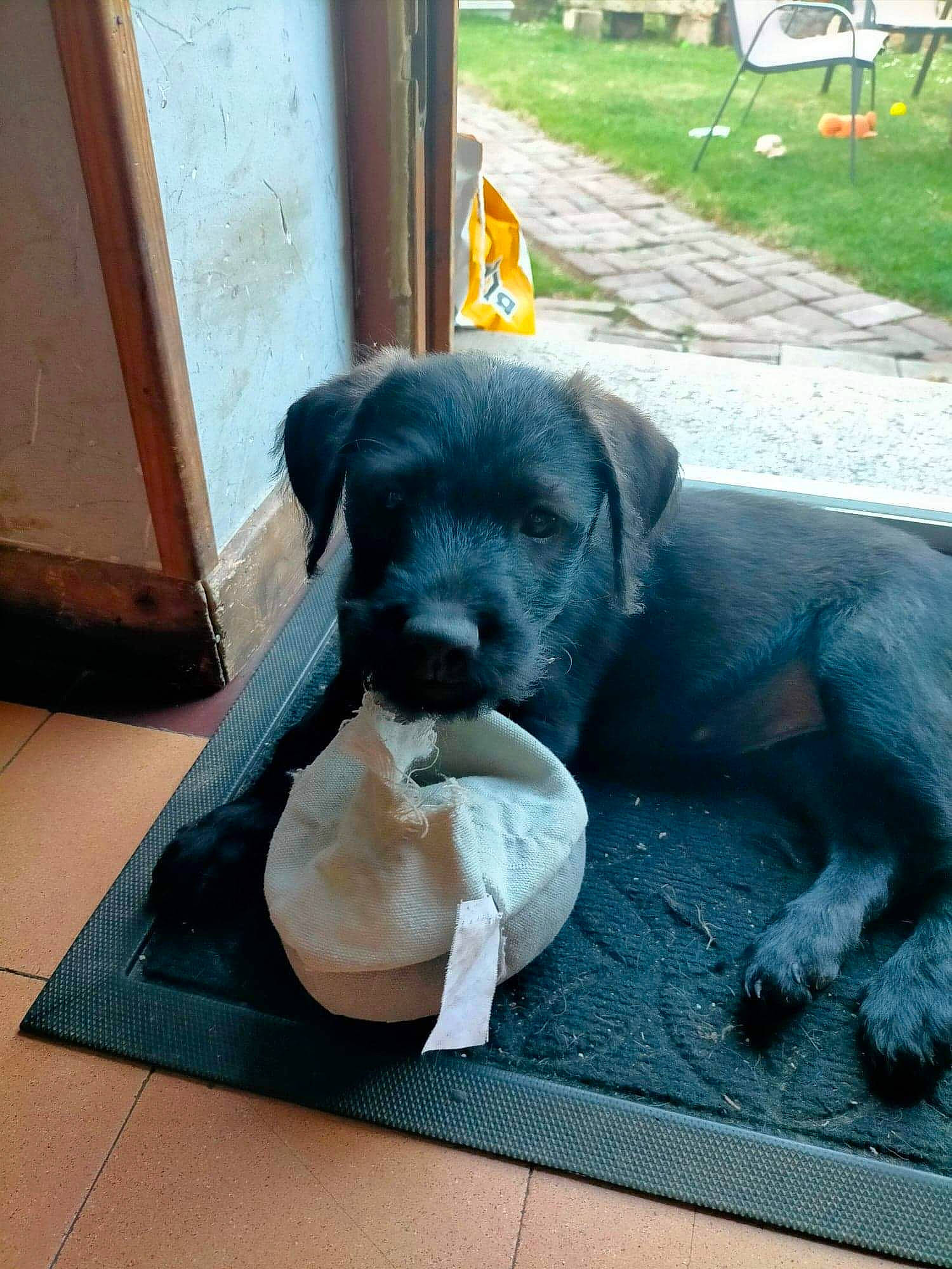 Naya a rejoint le concours — aidez-le/la à gagner de superbes lots ! borador, carnivore, comfort, companion_dog, dog, dog_breed, dog_collar, flooring, guard_dog, gun_dog, labrador_retriever, liver, pet_supply, puppy, retriever, sporting_group, tail, terrestrial_animal, wood, working_animal