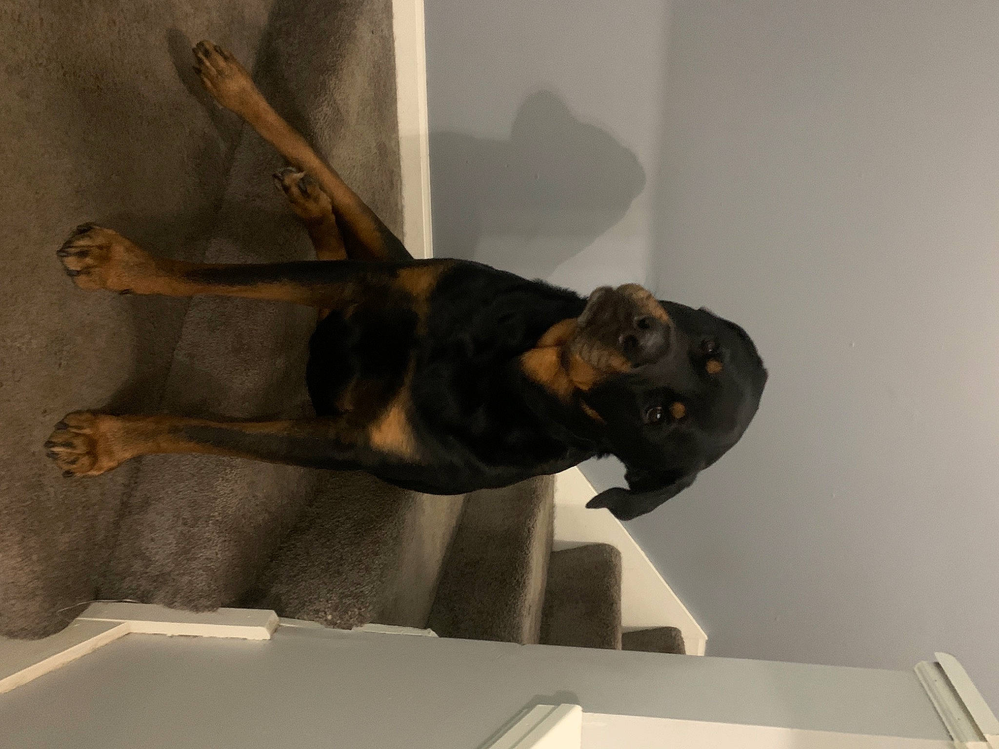 Ruger joined the competition — help win amazing prizes! art, artifact, bronze_sculpture, elbow, metal, sculpture, shadow, statue, table, tail, tourist_attraction, visual_arts, wood