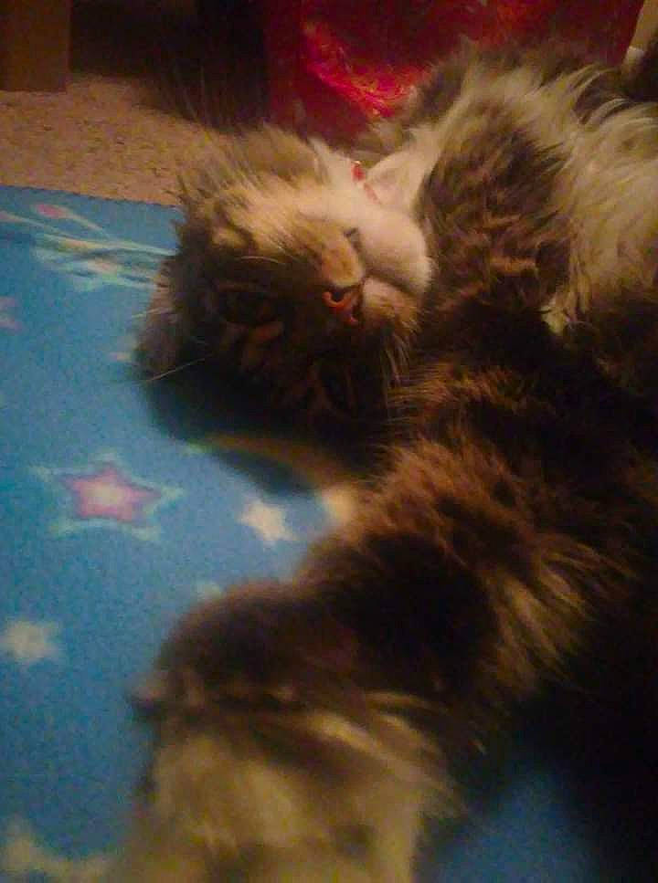 Fiddy is registered to the contest to win money with this photo: british_longhair, canidae, carnivore, cat, claw, dog_breed, fawn, felidae, flooring, fur, paw, shadow, small_to_medium_sized_cats, snout, tail, whiskers