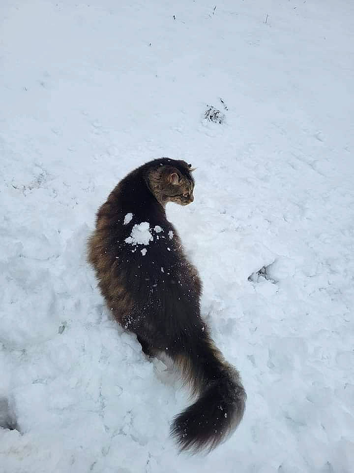 Fiddy joined the competition — help win amazing prizes! canidae, carnivore, cat, dog_breed, domestic_short_haired_cat, event, felidae, freezing, fur, paw, playing_in_the_snow, small_to_medium_sized_cats, snow, sporting_group, tail, terrestrial_animal, whiskers, winter