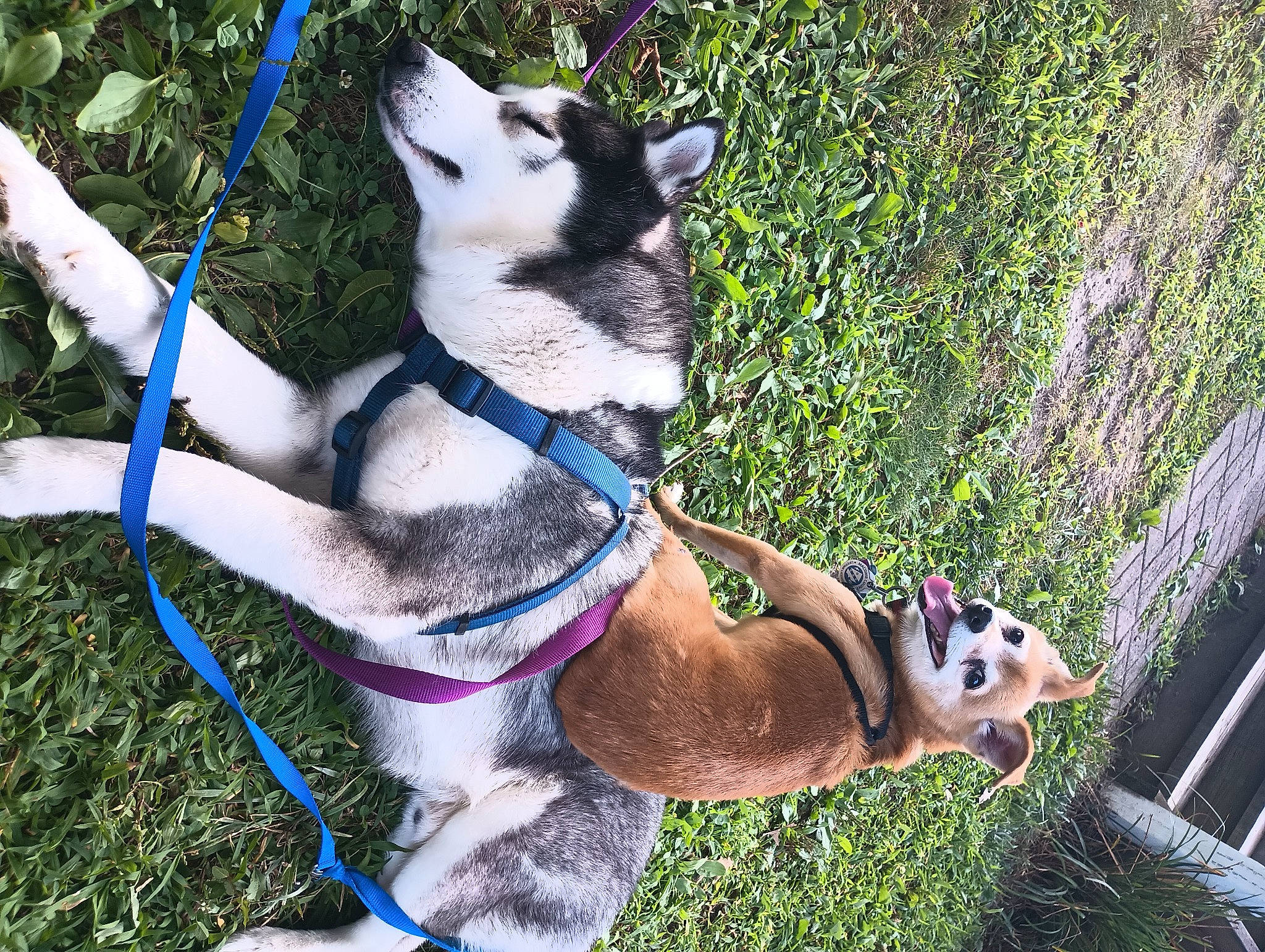 Tiberius is registered to the contest to win money with this photo: canidae, carnivore, collar, companion_dog, dog, dog_breed, dog_clothes, dog_supply, electric_blue, fashion_accessory, fawn, grass, leash, pet_supply, plant, recreation, snout, sporting_group, tail, working_animal