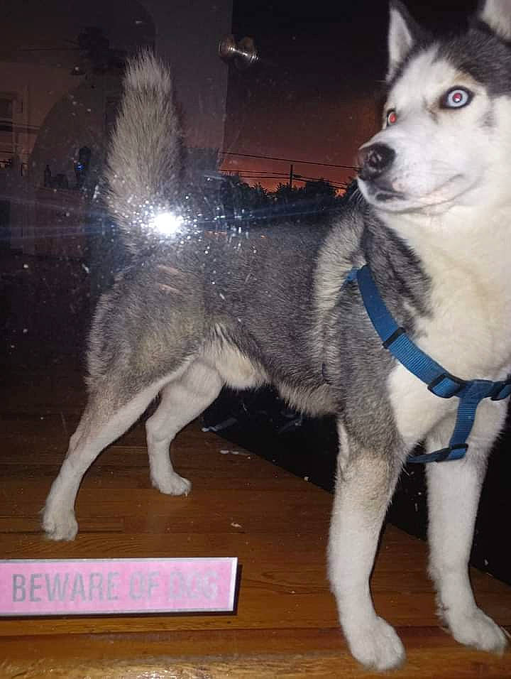 Tiberius is registered to the contest to win money with this photo: ancient_dog_breeds, canidae, canis, carnivore, companion_dog, dog, dog_breed, foot, fur, non_sporting_group, office_ruler, paw, pet_supply, ruler, sled_dog, snout, sporting_group, tail, working_animal, working_dog