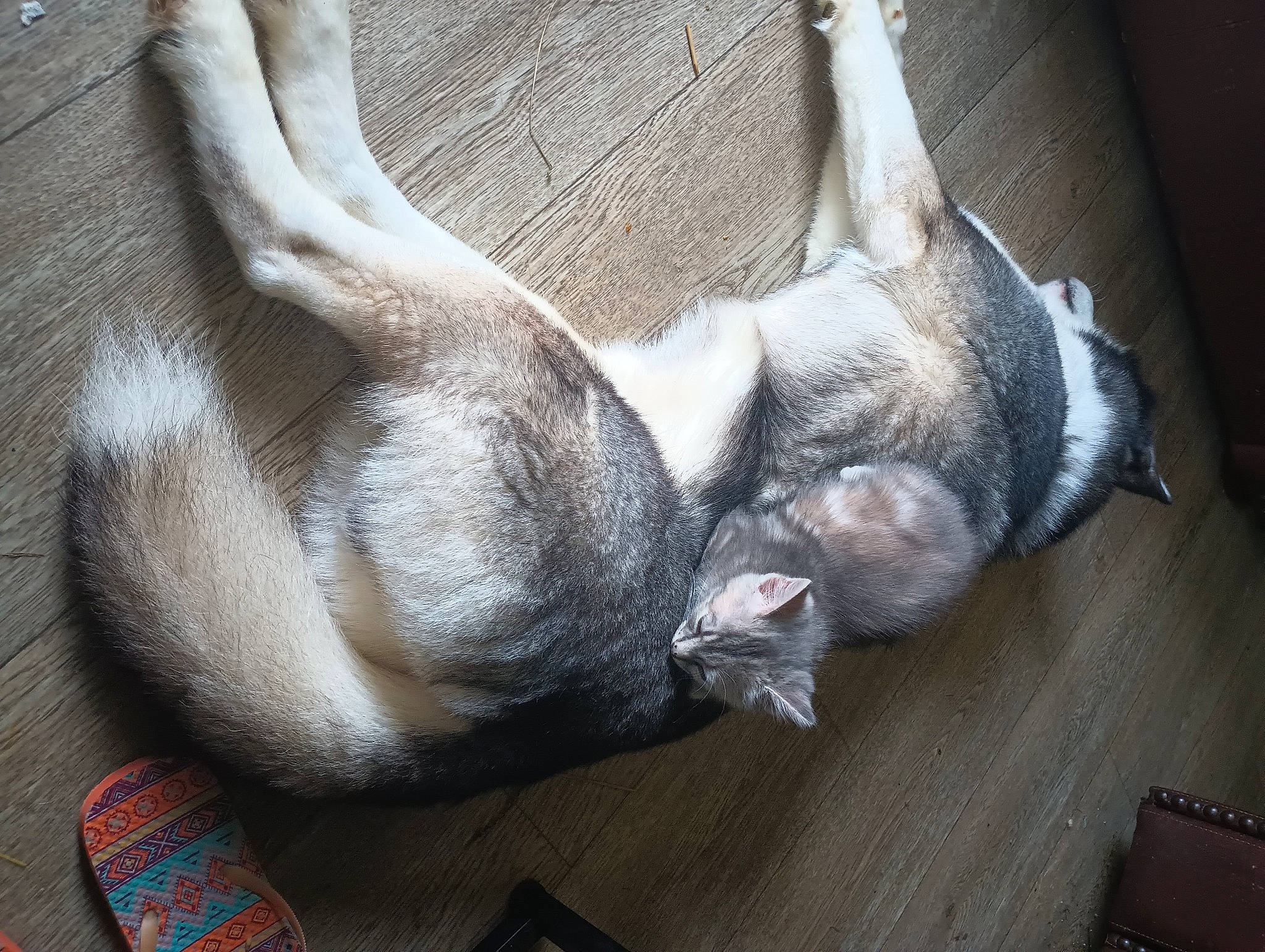 Tiberius is registered to the contest to win money with this photo: bored, canidae, carnivore, comfort, companion_dog, dog, dog_breed, ear, fawn, foot, fur, grey, jaw, liver, snout, sporting_group, tail, terrestrial_animal, whiskers, window