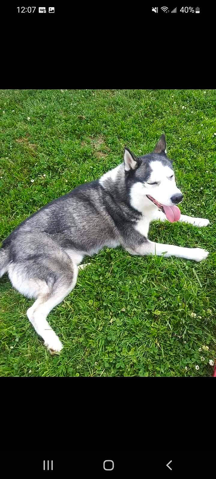 Tiberius joined the competition — help win amazing prizes! ancient_dog_breeds, carnivore, collar, companion_dog, dog, dog_breed, grass, non_sporting_group, plant, rectangle, siberian_husky, sled_dog, tail, working_animal, working_dog