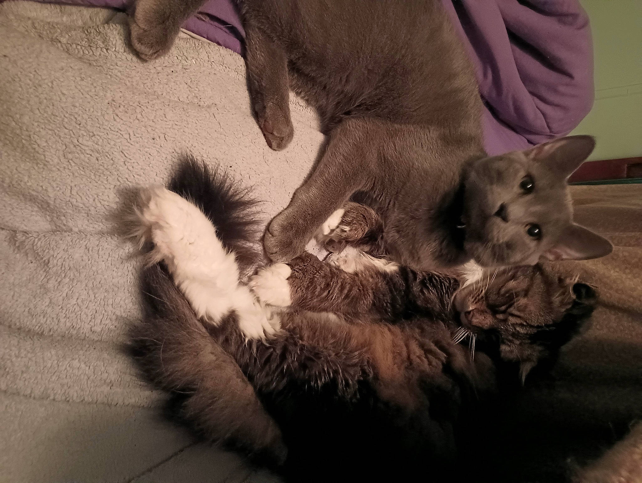 Pepper joined the competition — help win amazing prizes! canidae, carnivore, cat, claw, comfort, dog_breed, domestic_short_haired_cat, fawn, felidae, fur, gesture, grey, human_leg, paw, small_to_medium_sized_cats, snout, tail, terrestrial_animal, whiskers, working_animal