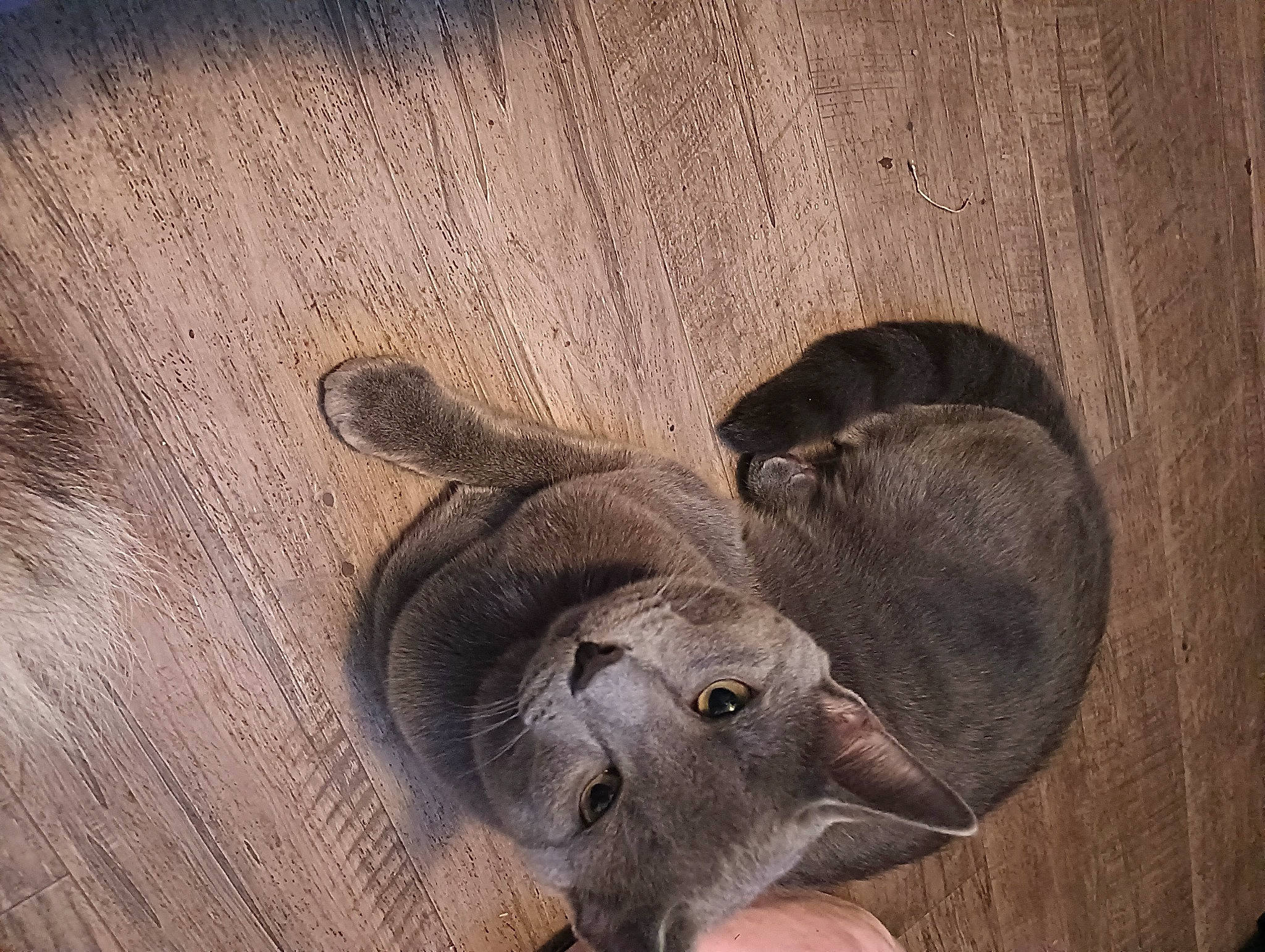 Pepper is registered to the contest to win money with this photo: fawn, flooring, fur, grey, hardwood, snout, tail, terrestrial_animal, visual_arts, whiskers, wildlife, wood, working_animal, wrinkle