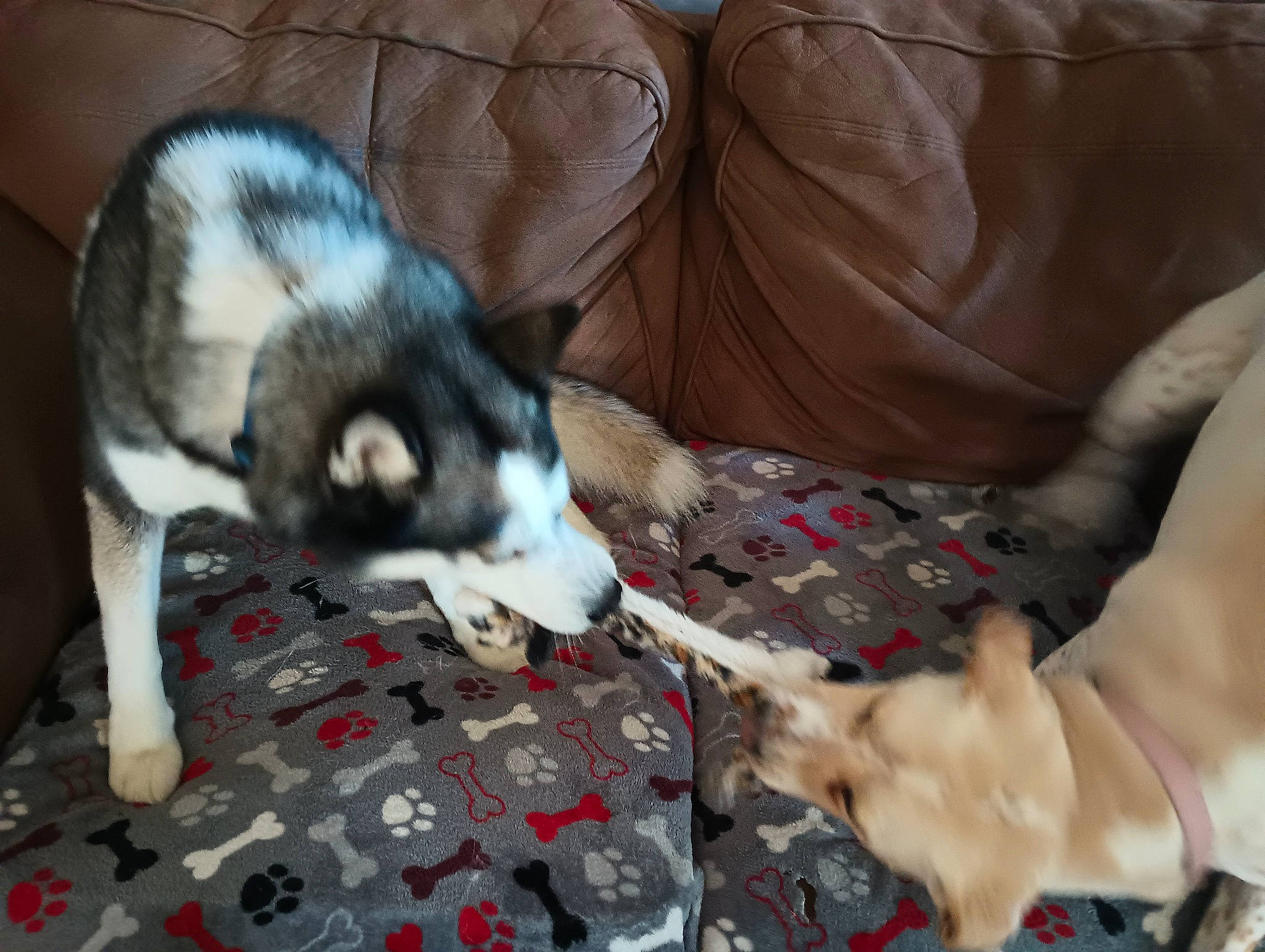 Abbey joined the competition — help win amazing prizes! canidae, canis, carmine, carnivore, comfort, companion_dog, dog, dog_breed, fur, human_leg, non_sporting_group, siberian_husky, sled_dog, sporting_group, terrestrial_animal, vertebrate, working_animal, working_dog