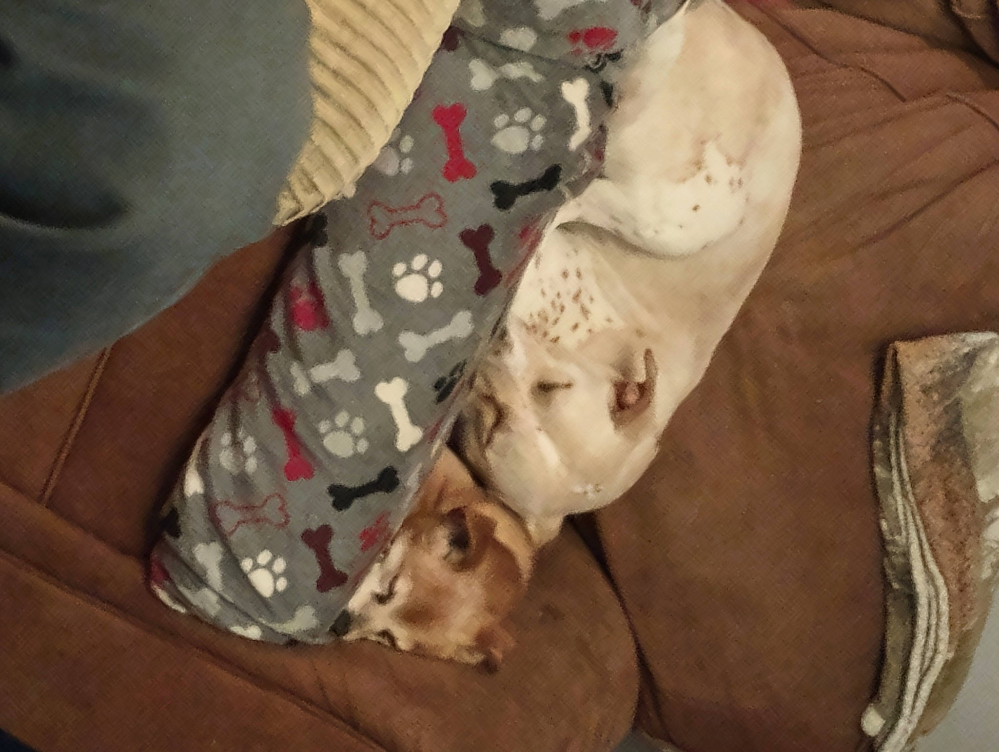 Abbey joined the competition — help win amazing prizes! art, bedding, carmine, carnivore, child, comfort, companion_dog, dog, dog_breed, linens, nap, room, sculpture, sleep, sleeve, sporting_group, visual_arts, wood, working_animal