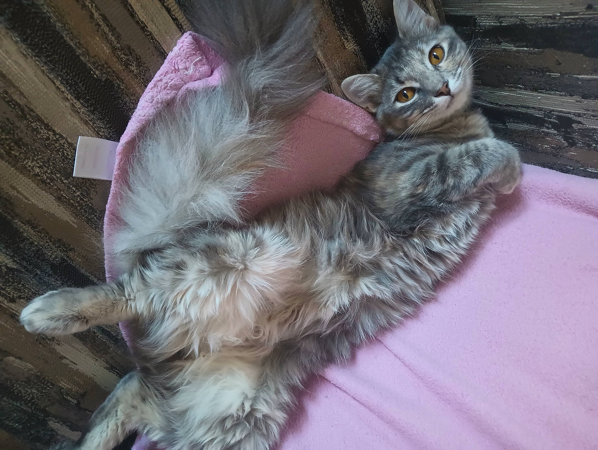 Periwinkle is registered to the contest to win money with this photo: canidae, carnivore, cat, cat_bed, claw, comfort, dog_breed, domestic_short_haired_cat, fawn, felidae, fur, nap, paw, small_to_medium_sized_cats, tail, whiskers
