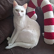 Vladimir a rejoint le concours — aidez-le/la à gagner de superbes lots ! animal, cat, couch, cushion, ears, eyes, feline, fluffy, fur, home, indoor, leather, pet, portrait, red_and_white, sitting, sofa, striped_pillow, tail, white_cat