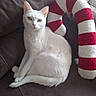 animal, cat, couch, cushion, ears, eyes, feline, fluffy, fur, home, indoor, leather, pet, portrait, red_and_white, sitting, sofa, striped_pillow, tail, white_cat
