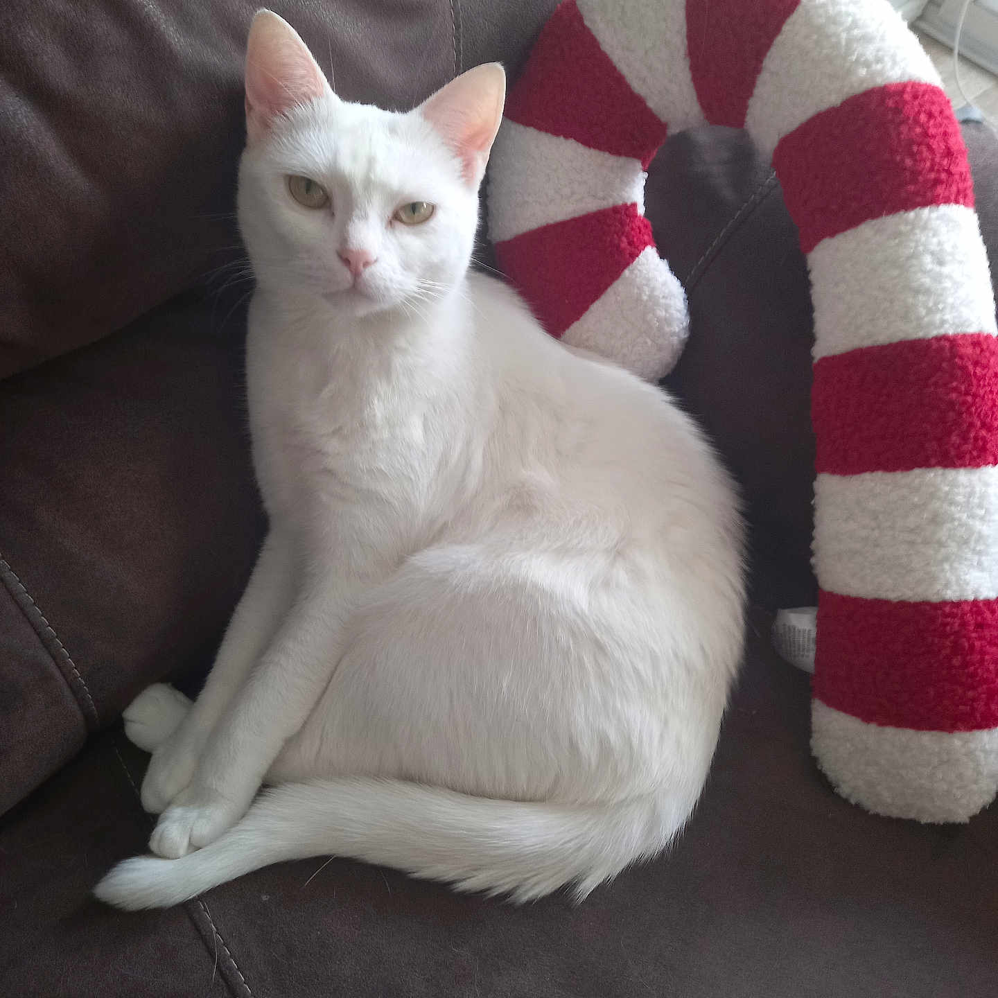 Vladimir a rejoint le concours — aidez-le/la à gagner de superbes lots ! animal, cat, couch, cushion, ears, eyes, feline, fluffy, fur, home, indoor, leather, pet, portrait, red_and_white, sitting, sofa, striped_pillow, tail, white_cat