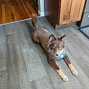 Nova joined the competition — help win amazing prizes! animal, bandana, brown_dog, cabinet, canine, curious, dog, domestic_animal, ears, flooring, fur, home, house, indoor, kitchen, lying_down, paws, pet, tail, wooden_floor