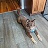 animal, bandana, brown_dog, cabinet, canine, curious, dog, domestic_animal, ears, flooring, fur, home, house, indoor, kitchen, lying_down, paws, pet, tail, wooden_floor