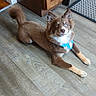 Nova joined the competition — help win amazing prizes! animal, appliance, bandana, blue_eyes, brown_dog, cabinet, canine, curious, cute, dog, domestic, flooring, fluffy, fur, household, indoor, kitchen, lying_down, pet, wooden_floor