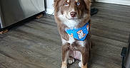 Nova joined the competition — help win amazing prizes! animal, bandana, blue_bandana, blue_eyes, brown_dog, canine, cute, dog, domestic_animal, ears, floor, fur, house, indoor, kitchen, pet, refrigerator, sitting, snout, wooden_floor