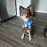 dog, brown_dog, blue_eyes, bandana, indoor, wooden_floor, kitchen, refrigerator, pet, animal, sitting, cute, canine, floor, domestic_animal, fur, ears, snout, blue_bandana, house