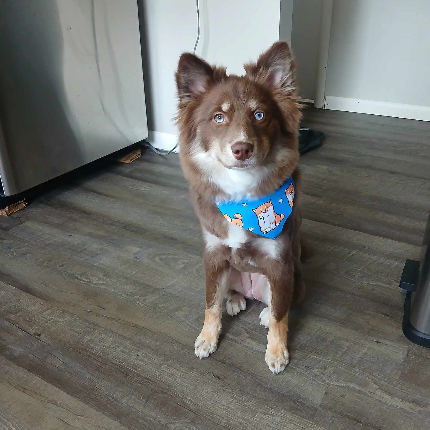 Nova joined the competition — help win amazing prizes! dog, brown_dog, blue_eyes, bandana, indoor, wooden_floor, kitchen, refrigerator, pet, animal, sitting, cute, canine, floor, domestic_animal, fur, ears, snout, blue_bandana, house