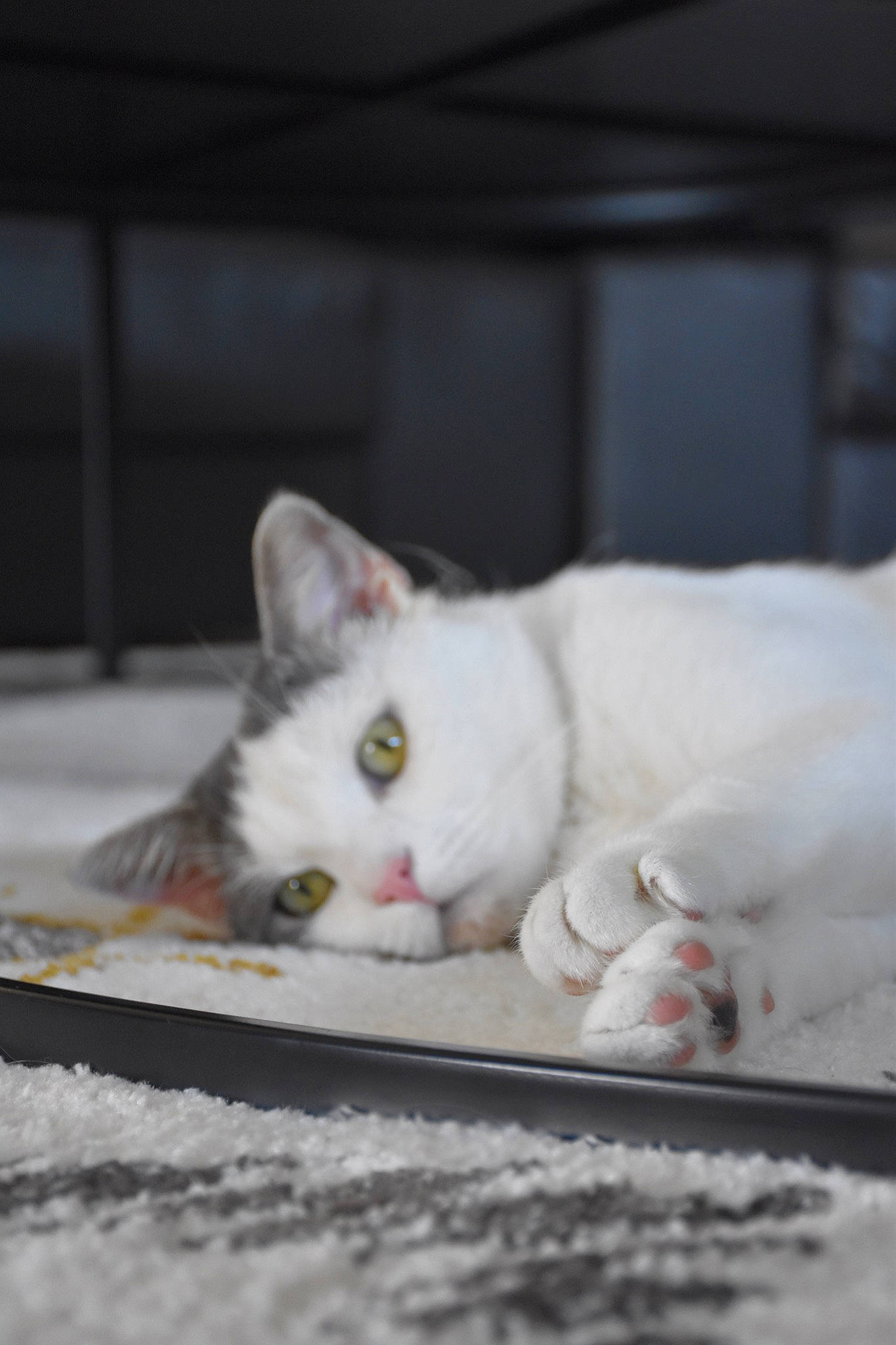 Jacob a rejoint le concours — aidez-le/la à gagner de superbes lots ! aegean_cat, asian, burmilla, carnivore, cat, domestic_short_haired_cat, ear, european_shorthair, eye, felidae, fur, khao_manee, kitten, nose, paw, small_to_medium_sized_cats, turkish_angora, turkish_van, whiskers, white