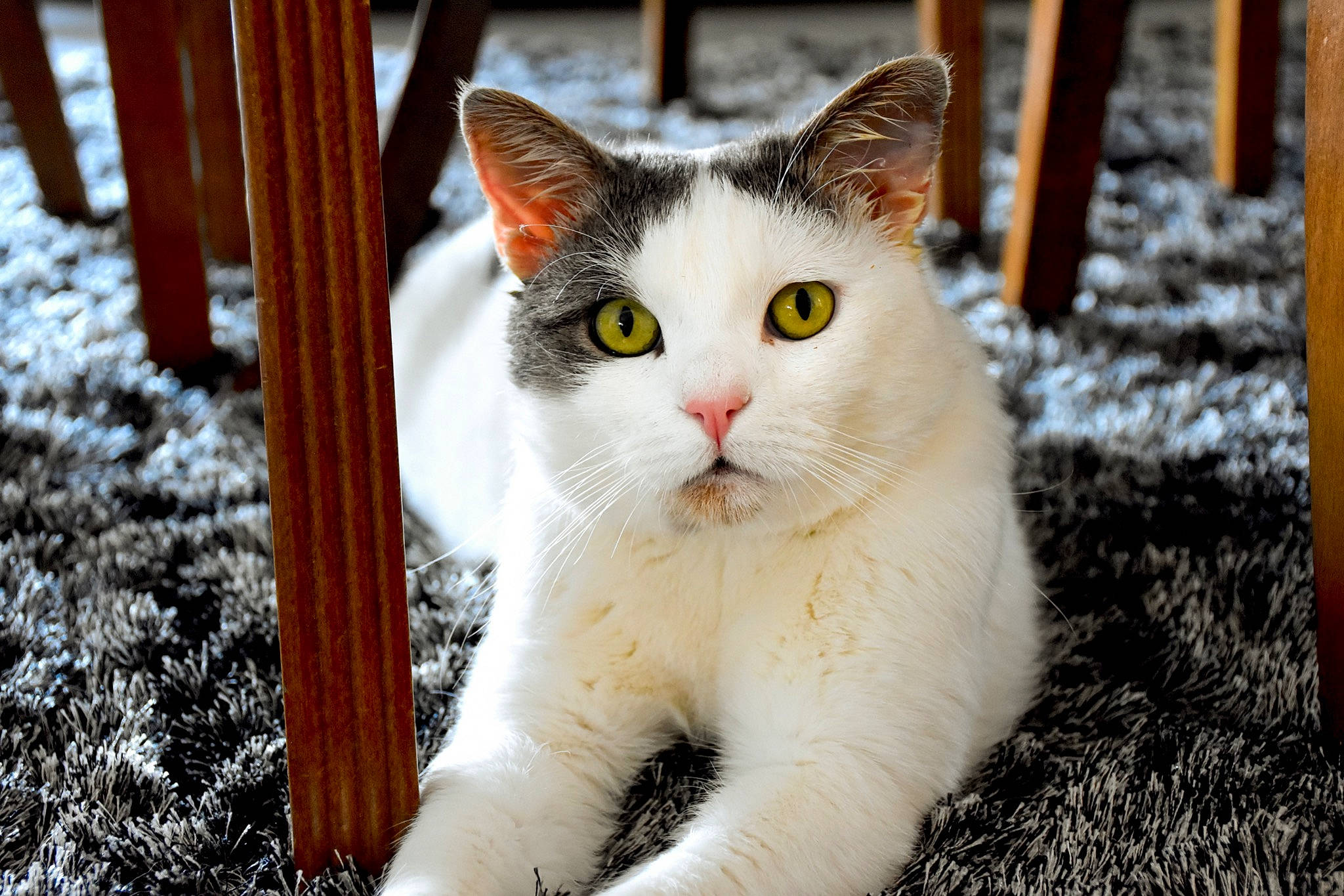 Jacob a rejoint le concours — aidez-le/la à gagner de superbes lots ! aegean_cat, american_wirehair, asian, carnivore, cat, domestic_short_haired_cat, european_shorthair, eye, felidae, fur, japanese_bobtail, mammal, polydactyl_cat, small_to_medium_sized_cats, snout, snow, turkish_angora, turkish_van, vertebrate, whiskers