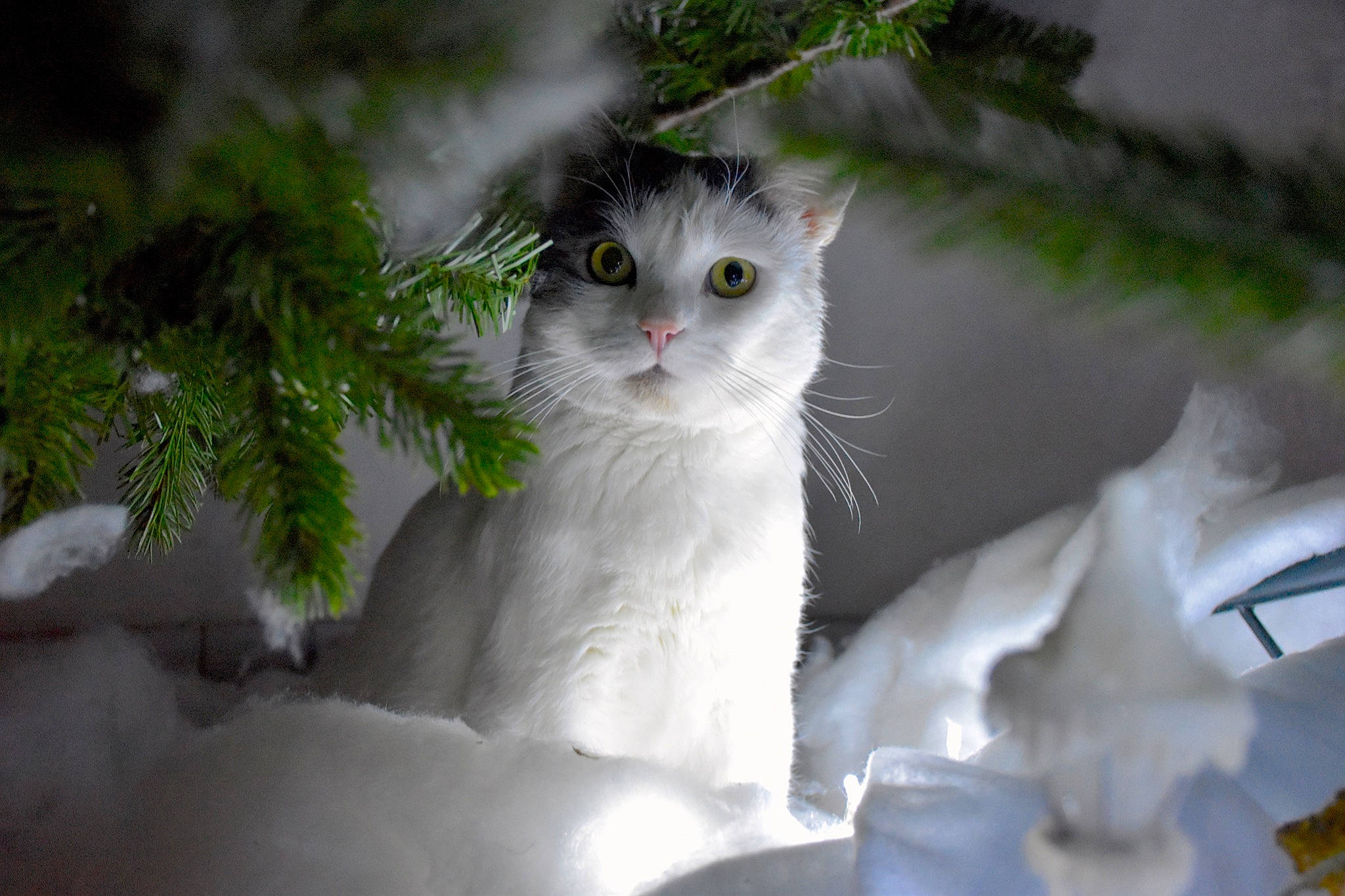 Jacob participe au concours pour gagner de l'argent avec cette photo : aegean_cat, american_curl, american_wirehair, british_semi_longhair, burmilla, carnivore, cat, domestic_long_haired_cat, domestic_short_haired_cat, eye, felidae, fur, norwegian_forest_cat, small_to_medium_sized_cats, snout, tree, turkish_angora, turkish_van, whiskers, white