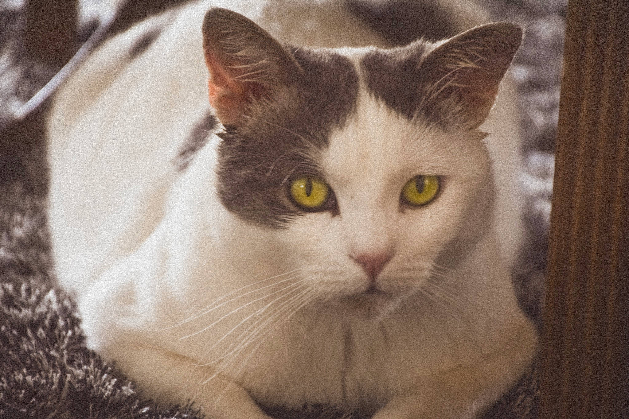 Jacob a rejoint le concours — aidez-le/la à gagner de superbes lots ! aegean_cat, american_wirehair, asian, burmilla, carnivore, cat, domestic_long_haired_cat, domestic_short_haired_cat, european_shorthair, eye, felidae, fur, kitten, mammal, small_to_medium_sized_cats, snout, turkish_angora, turkish_van, vertebrate, whiskers