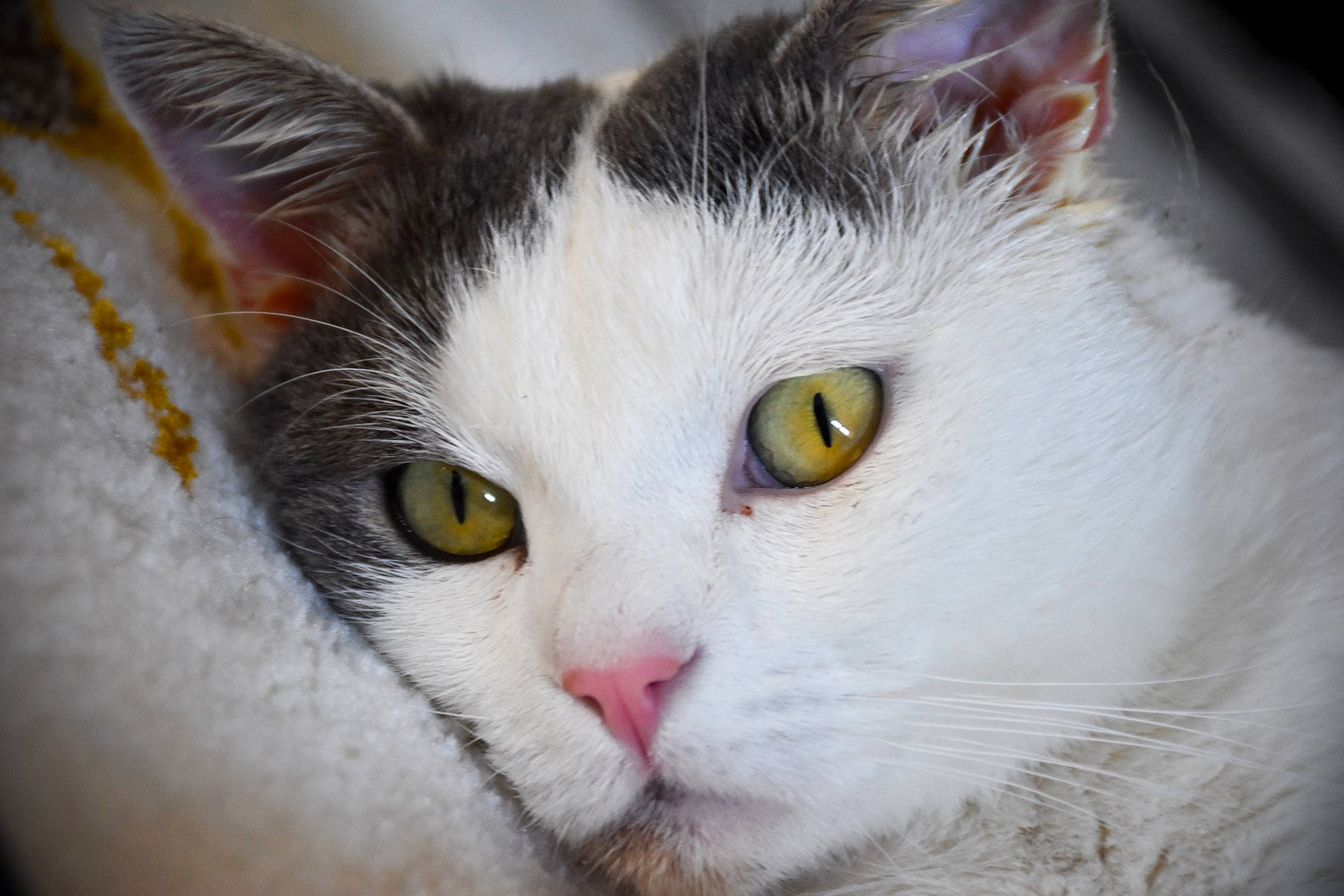 Jacob a rejoint le concours — aidez-le/la à gagner de superbes lots ! aegean_cat, american_wirehair, british_semi_longhair, carnivore, cat, close_up, domestic_long_haired_cat, domestic_short_haired_cat, european_shorthair, eye, felidae, fur, mammal, nose, organ, small_to_medium_sized_cats, snout, turkish_van, vertebrate, whiskers