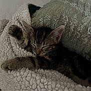 Lillie is registered to the contest to win money with this photo: kitten, sleeping, blanket, cozy, fur, paw, rest, indoor, cute, pet, animal, tabby, soft, comfort, relaxing, bed, feline, warm, young, cuddle