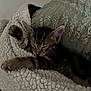 kitten, sleeping, blanket, cozy, fur, paw, rest, indoor, cute, pet, animal, tabby, soft, comfort, relaxing, bed, feline, warm, young, cuddle