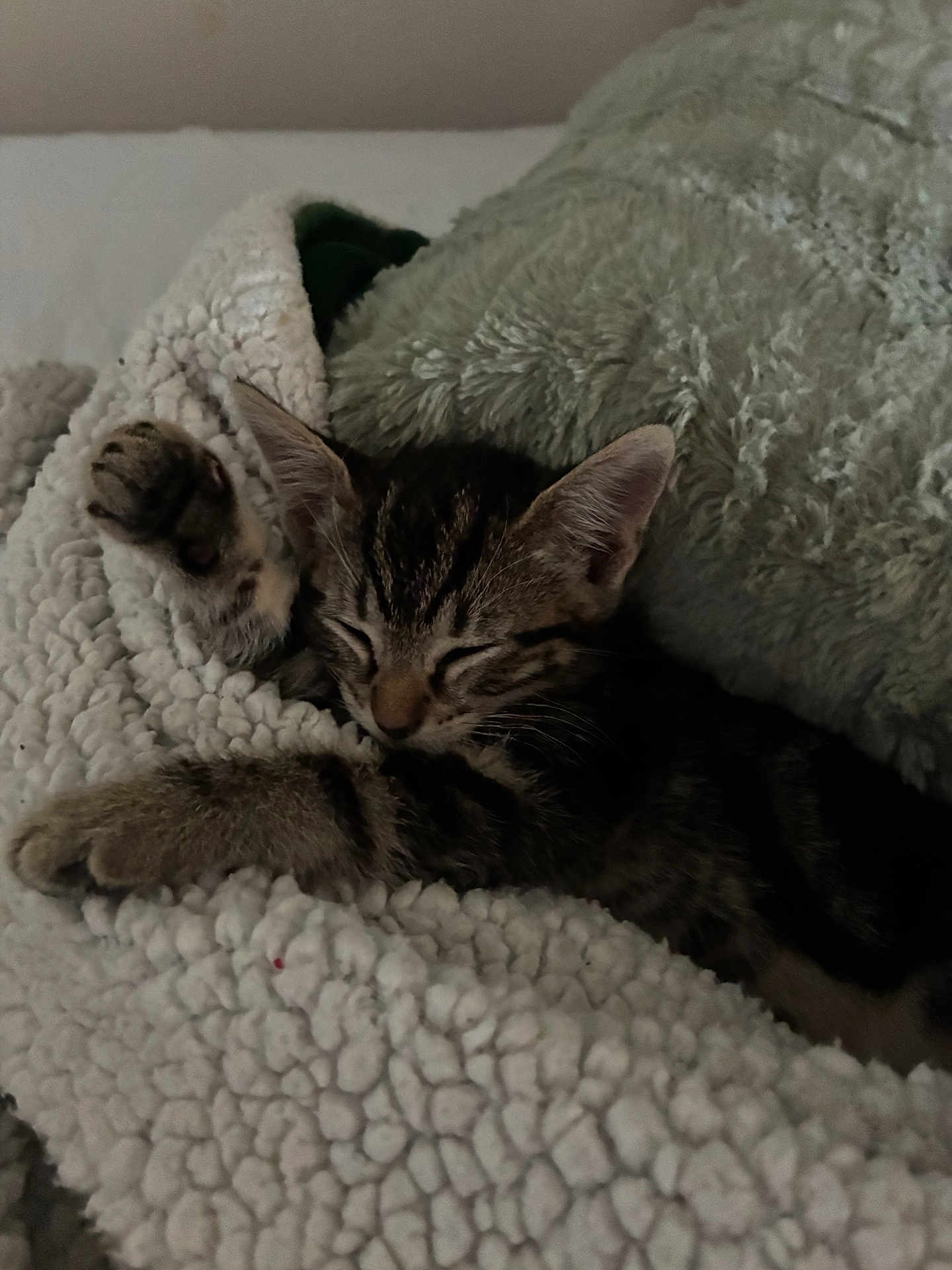 Lillie is registered to the contest to win money with this photo: kitten, sleeping, blanket, cozy, fur, paw, rest, indoor, cute, pet, animal, tabby, soft, comfort, relaxing, bed, feline, warm, young, cuddle