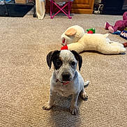Ruby is registered to the contest to win money with this photo: animal, black, brown, carpet, collar, curious, cute, dog, domestic, floor, indoor, pet, playful, plush_toy, puppy, sitting, small, toy, white, young