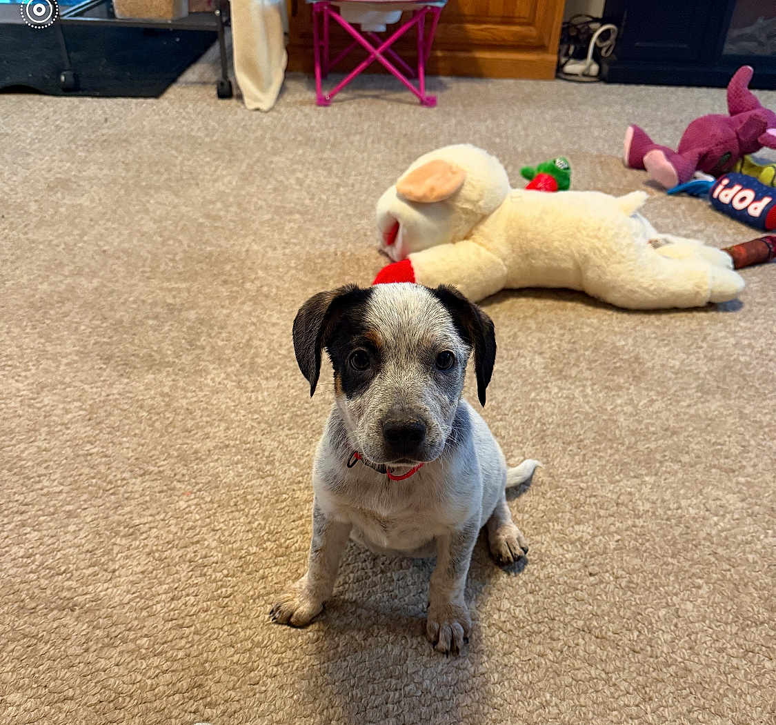 Ruby