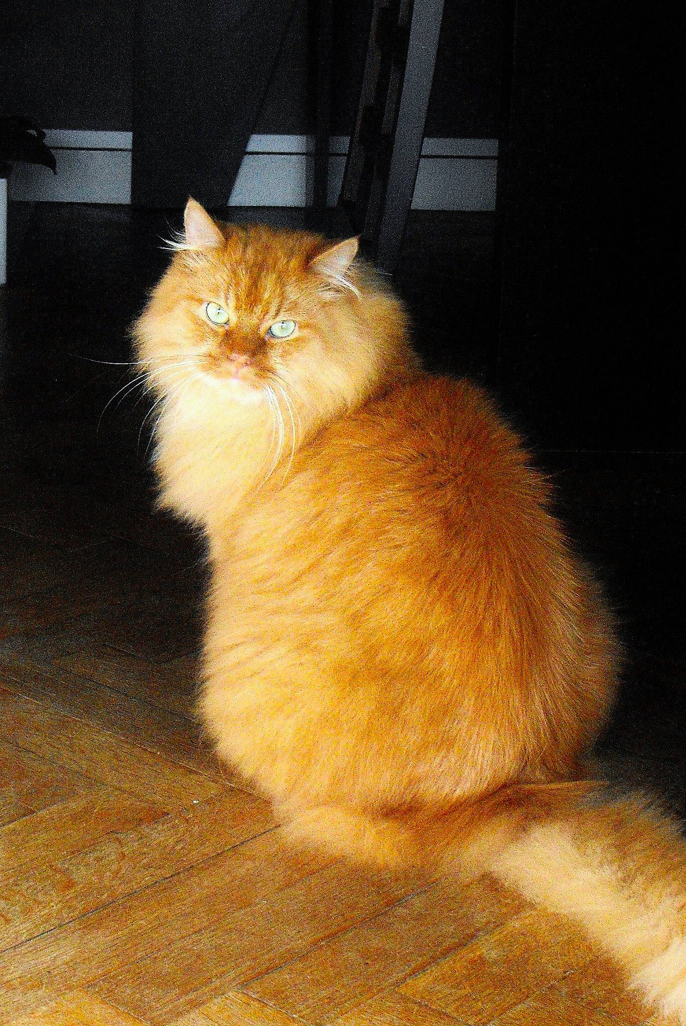 Iris participe au concours pour gagner de l'argent avec cette photo : carnivore, cat, domestic_short_haired_cat, fawn, felidae, floor, flooring, fur, hardwood, laminate_flooring, paw, plant, small_to_medium_sized_cats, snout, tail, varnish, whiskers, wood, wood_flooring, wood_stain