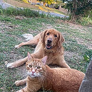Kokomo joined the competition — help win amazing prizes! cat, dog, golden_retriever, ginger_cat, grass, outdoor, sunlight, animal, pet, relaxing, nature, tree, building, mammal, friendly, cute, companion, laying_down, fur, whiskers