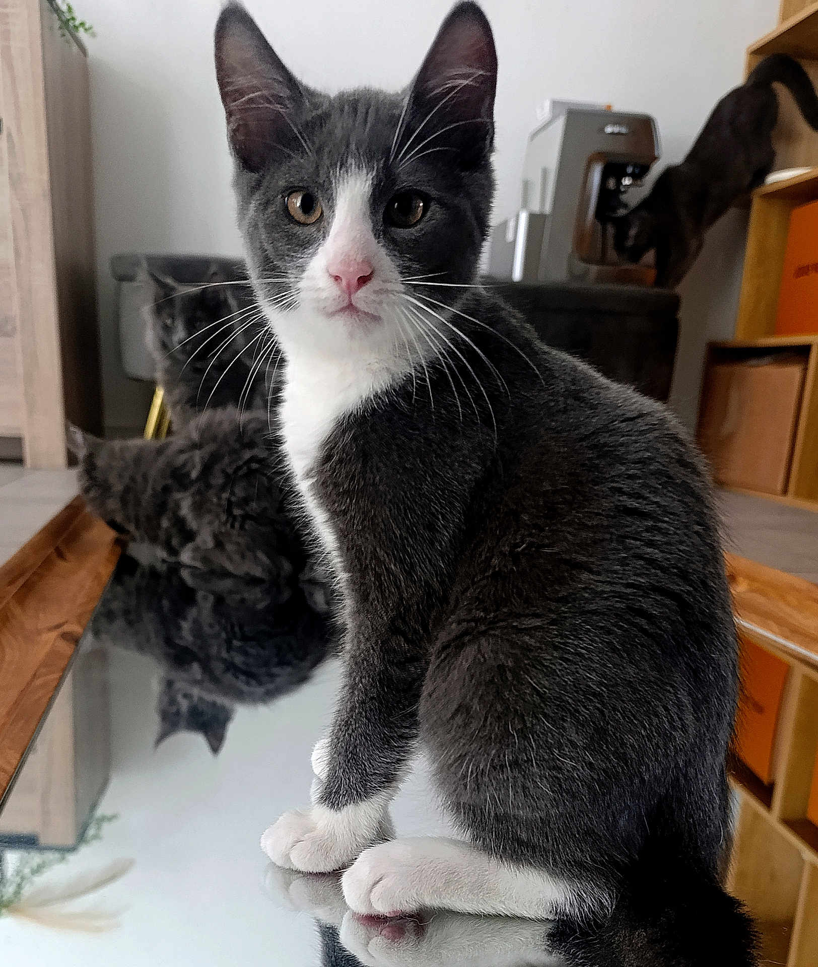ānākil participe au concours pour gagner de l'argent avec cette photo : cat, closeup, coffee_machine, curious_cat, domestic_animal, ears, feline, furniture, gray_cat, household, indoor, mirror, pet, pink_nose, quiet, reflection, sitting, whiskers, white_paws, wooden_floor