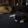 ānākil participe au concours pour gagner de l'argent avec cette photo : animal, cat, comfort, couch, cozy, dark, domestic, feline, fur, home, indoor, living_room, paw, pet, quiet, relaxing, resting, sleeping, soft_light, two_cats