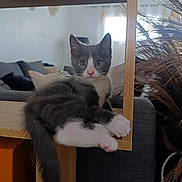 ānākil participe au concours pour gagner de l'argent avec cette photo : animal, cat, couch, curious, cushion, cute, feline, furniture, gray_cat, indoor, kitten, living_room, pet, portrait, relaxing, tail, whiskers, white_paws, wooden_frame, young_cat