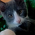 Adeline G.