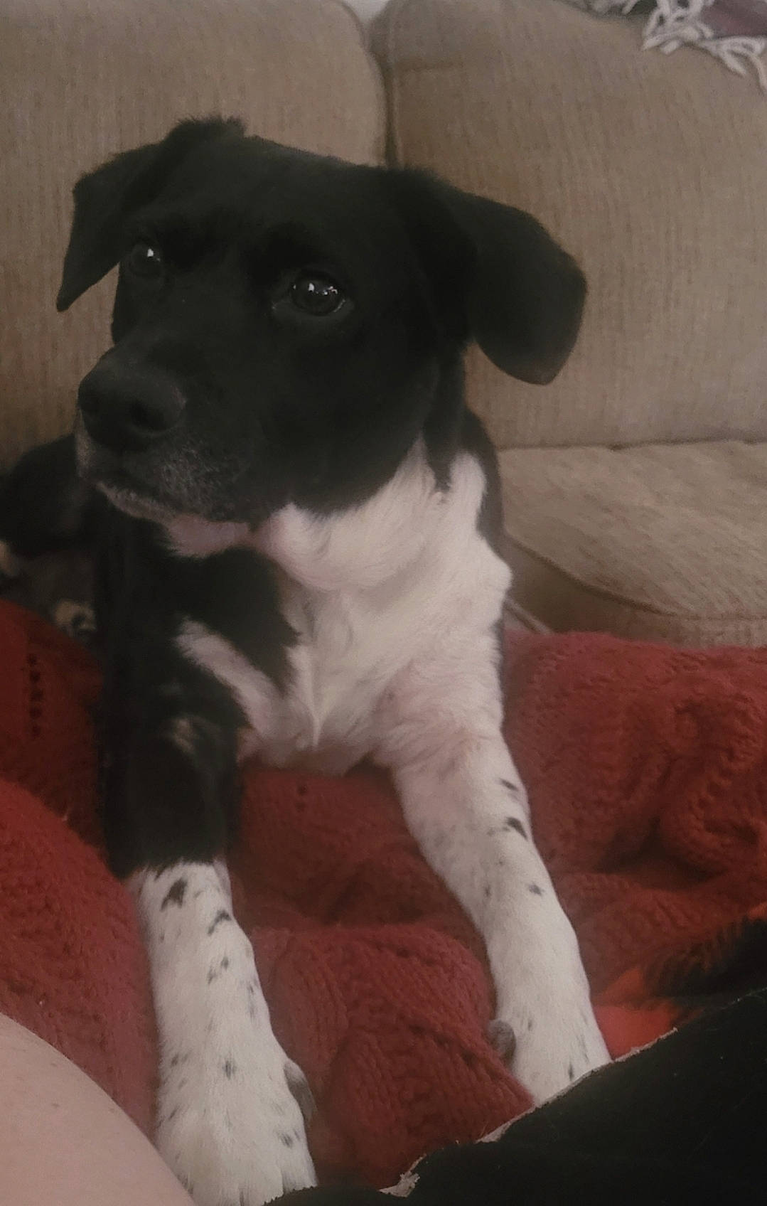 Luna joined the competition — help win amazing prizes! borador, canidae, carnivore, comfort, companion_dog, couch, dog, dog_breed, fawn, fur, non_sporting_group, sleeper_chair, snout, sporting_group, whiskers, working_animal