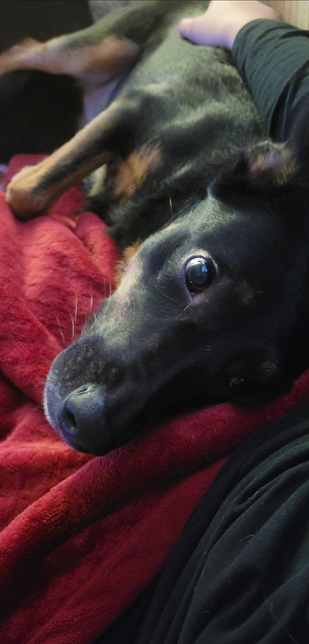 Navi joined the competition — help win amazing prizes! borador, canidae, carnivore, companion_dog, dog, dog_breed, ear, electric_blue, fur, guard_dog, non_sporting_group, snout, sporting_group, terrestrial_animal, whiskers, working_animal, working_dog