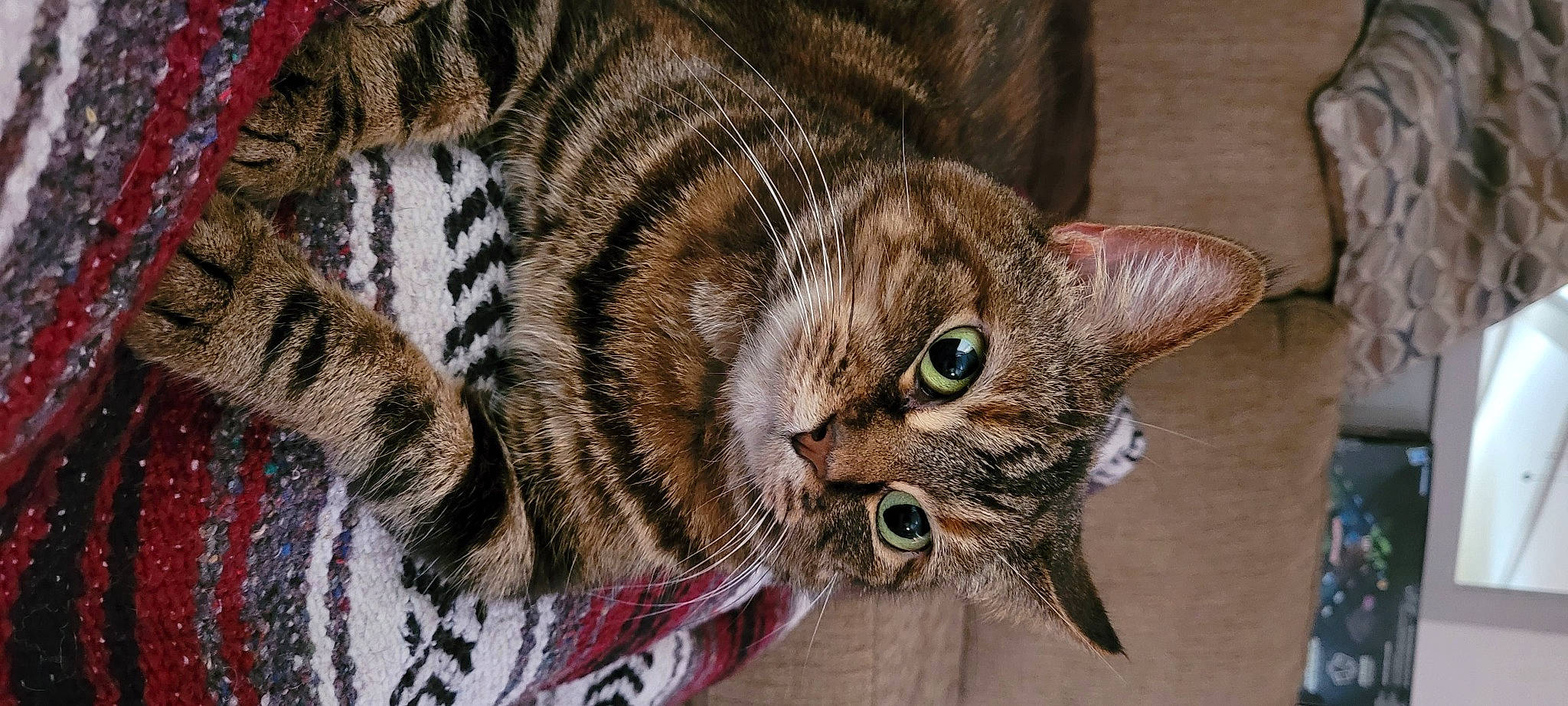 Rajah is registered to the contest to win money with this photo: basket, carnivore, cat, cat_bed, cat_supply, claw, comfort, domestic_short_haired_cat, fawn, felidae, fur, pattern, paw, small_to_medium_sized_cats, snout, tail, terrestrial_animal, whiskers, wicker, wildlife