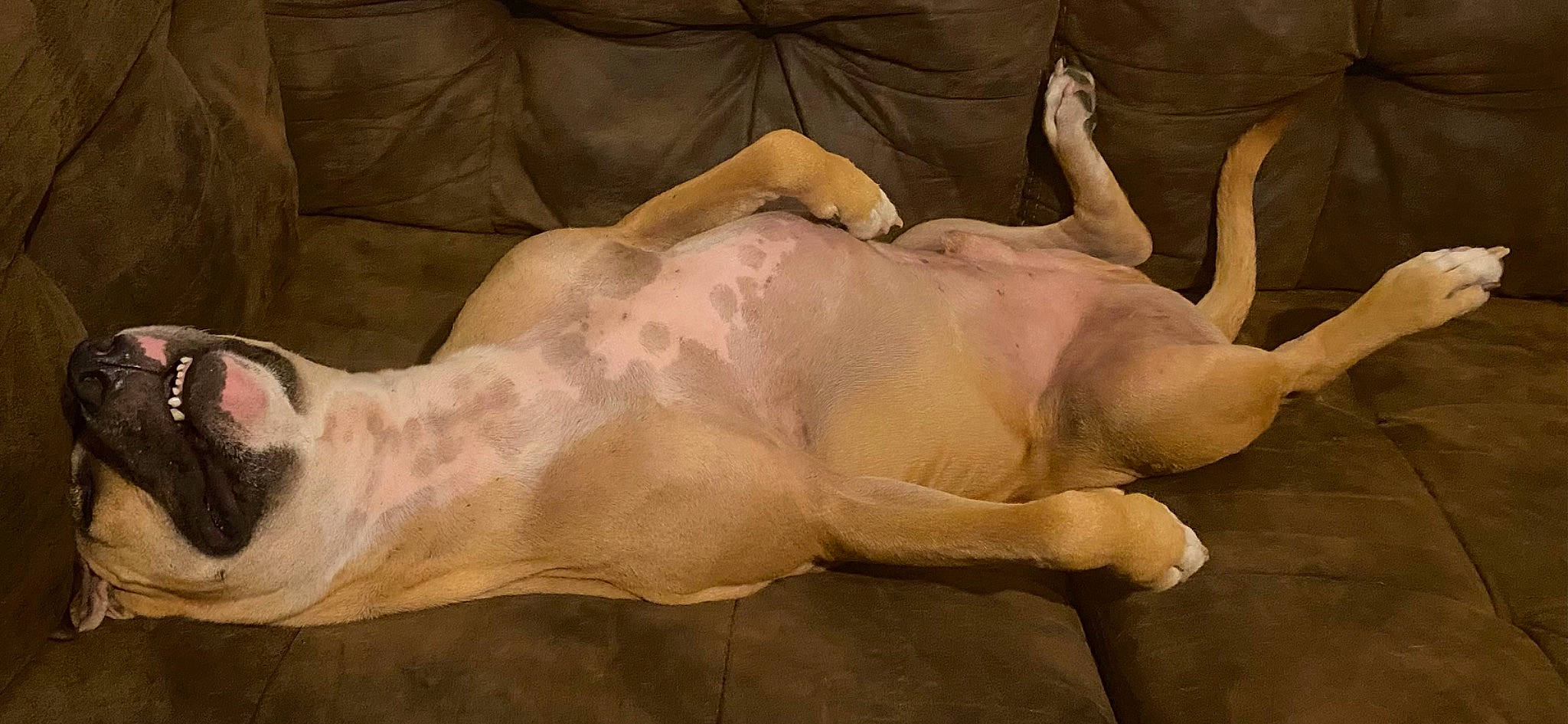 Fish is registered to the contest to win money with this photo: abdomen, art, artifact, chest, comfort, fawn, foot, gesture, human_leg, jaw, mammal, sculpture, snout, sporting_group, terrestrial_animal, trunk, visual_arts, wood, wrinkle, wrist