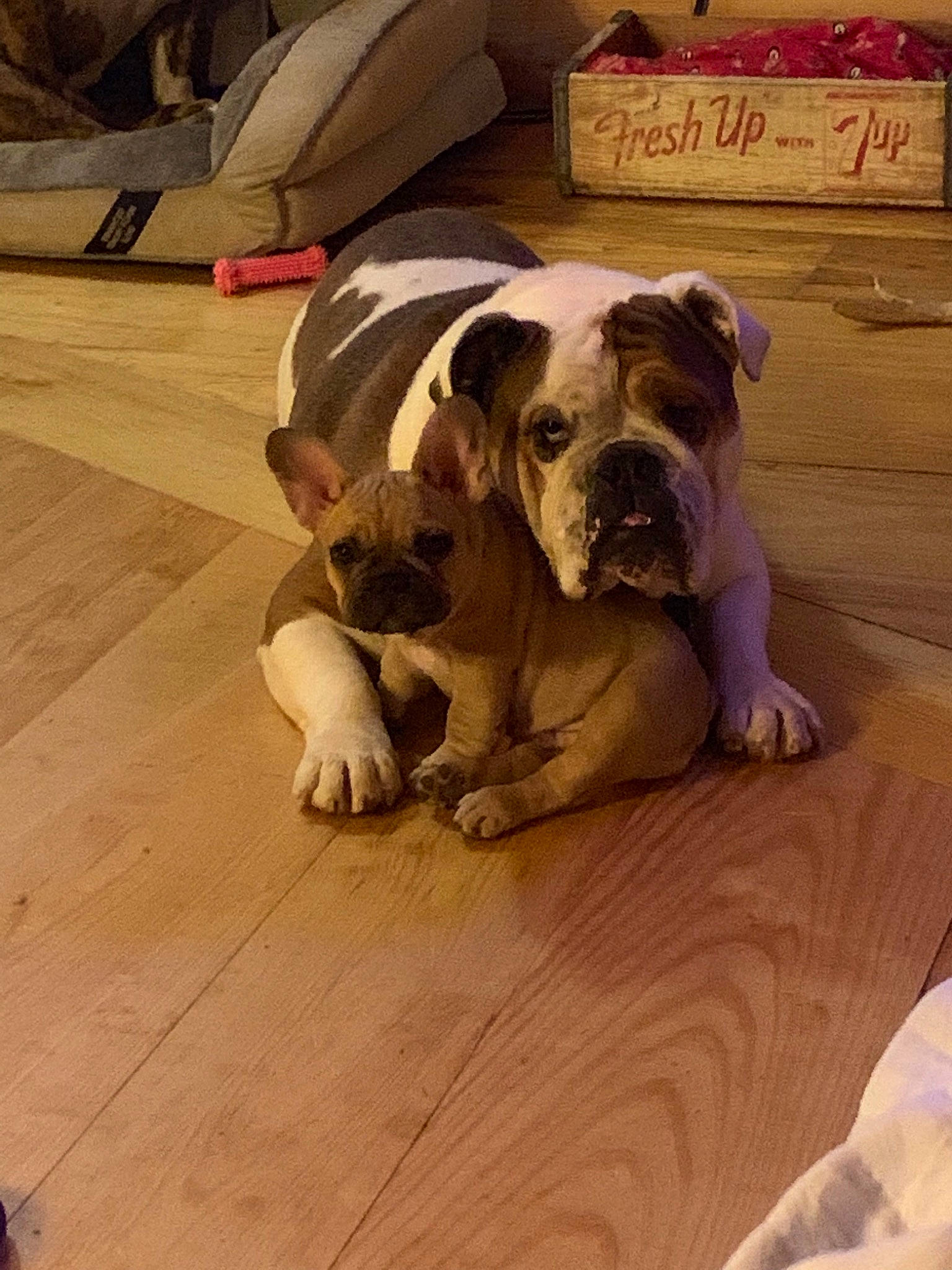 Walker is registered to the contest to win money with this photo: american_bulldog, australian_bulldog, british_bulldogs, bulldog, canidae, carnivore, companion_dog, dog, dog_breed, dorset_olde_tyme_bulldogge, fawn, mammal, non_sporting_group, old_english_bulldog, olde_english_bulldogge, renascence_bulldogge, snout, toy_bulldog, valley_bulldog, vertebrate